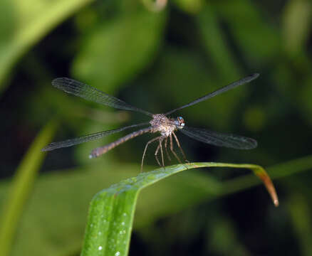 Image of Podolestes coomansi Lieftinck 1940