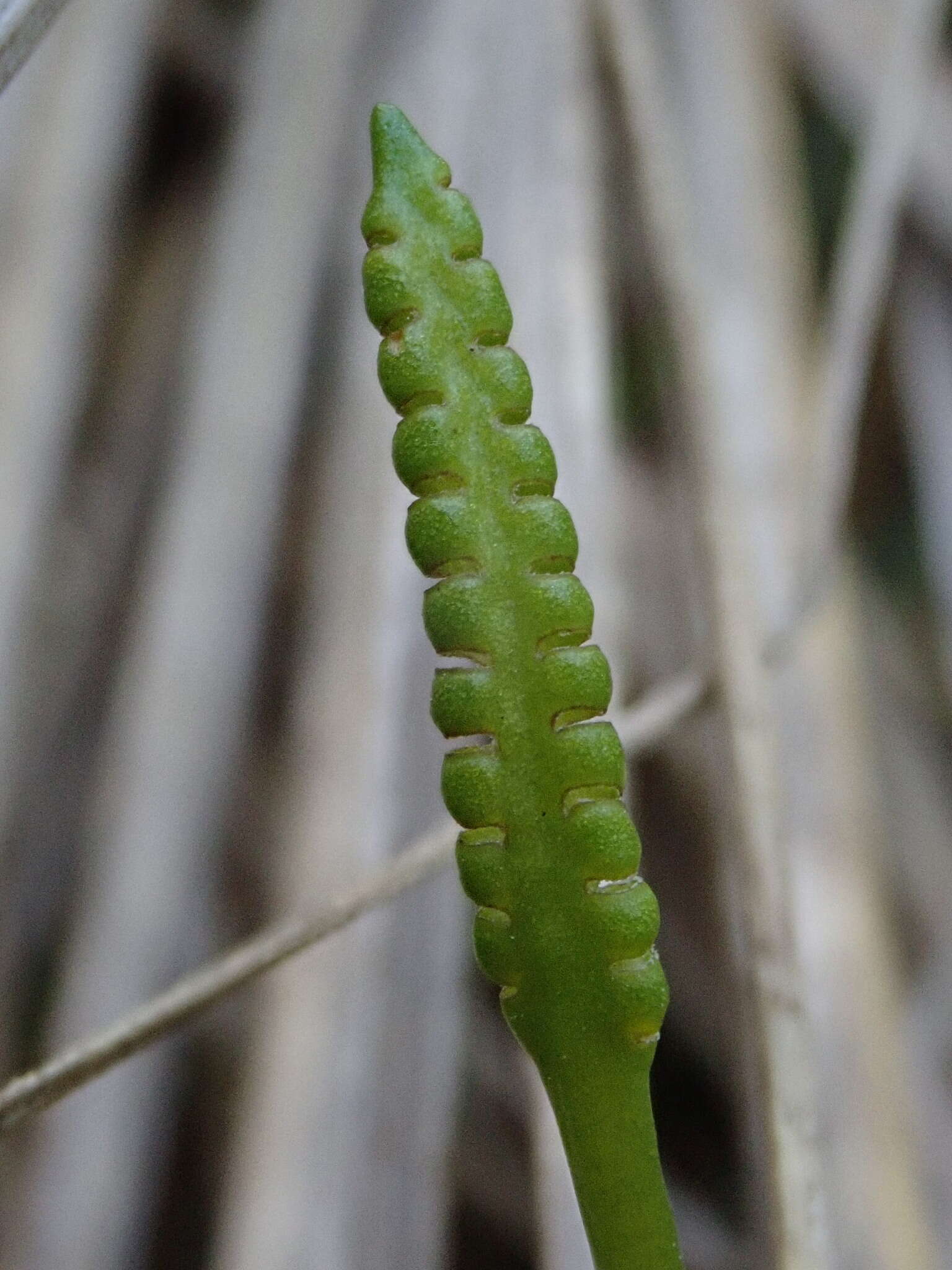 Image of Ophioglossum coriaceum A. Cunn.