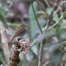 Image of Eyebrowed Jungle Flycatcher