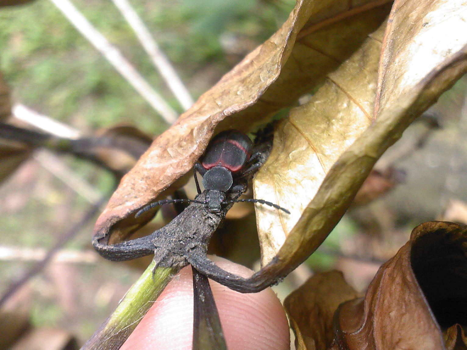 Image of Xystropodina Solier 1835