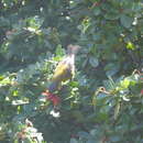 Image of Patagonian Sierra Finch