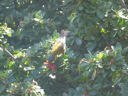 Image of Patagonian Sierra Finch