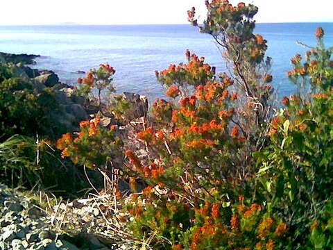 Image of Erica multiflora L.