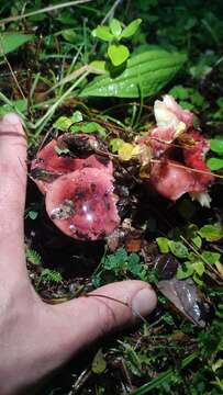 Image of Russula nothofaginea Singer 1950