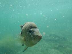 Image of Minckley's cichlid