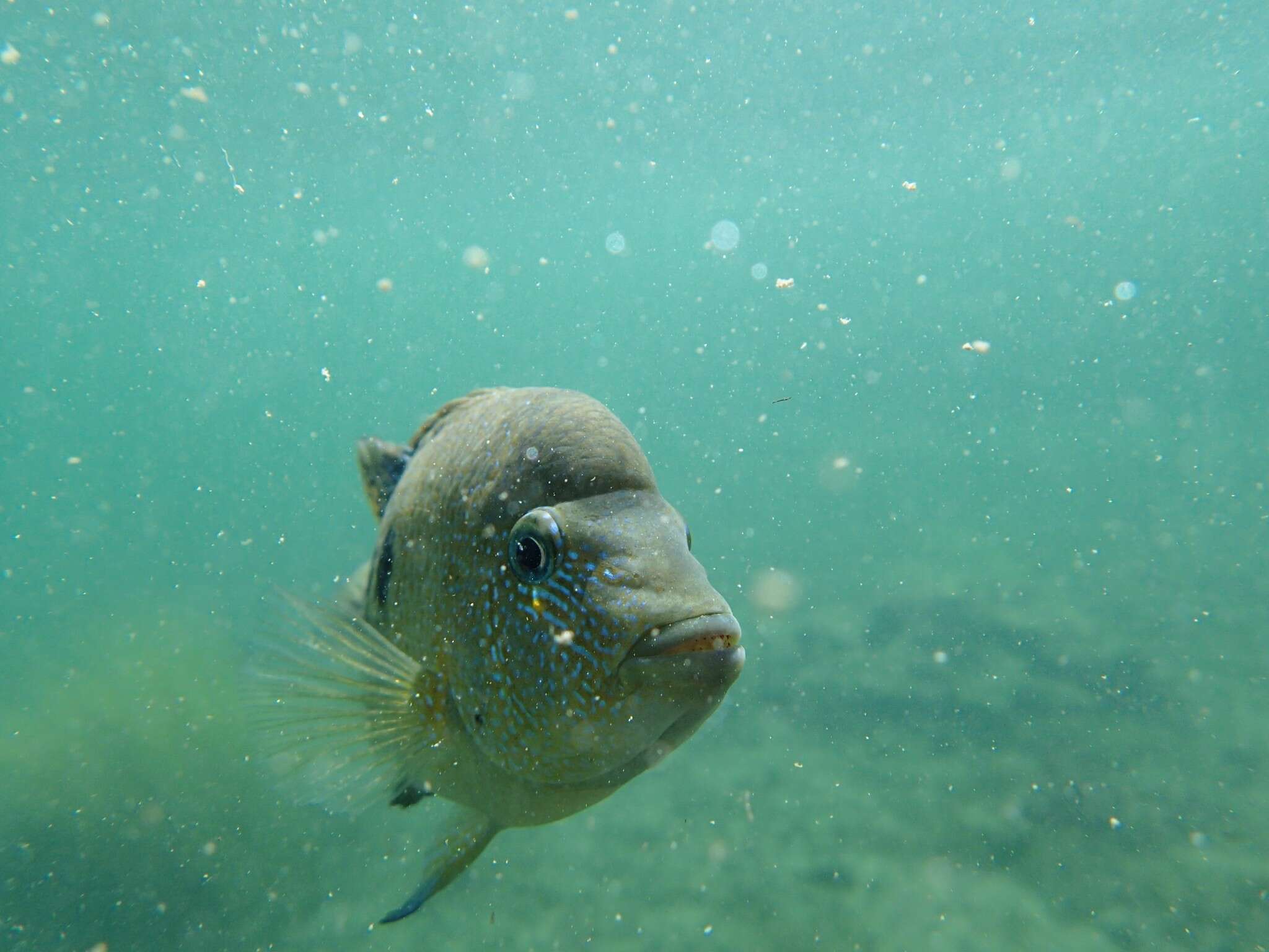 Image of Minckley's cichlid