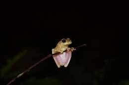 Image of Triangle Treefrog