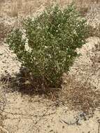 Image of Tetraena hamiensis var. qatarensis (Hadidi) Alzahrani & Albokhari