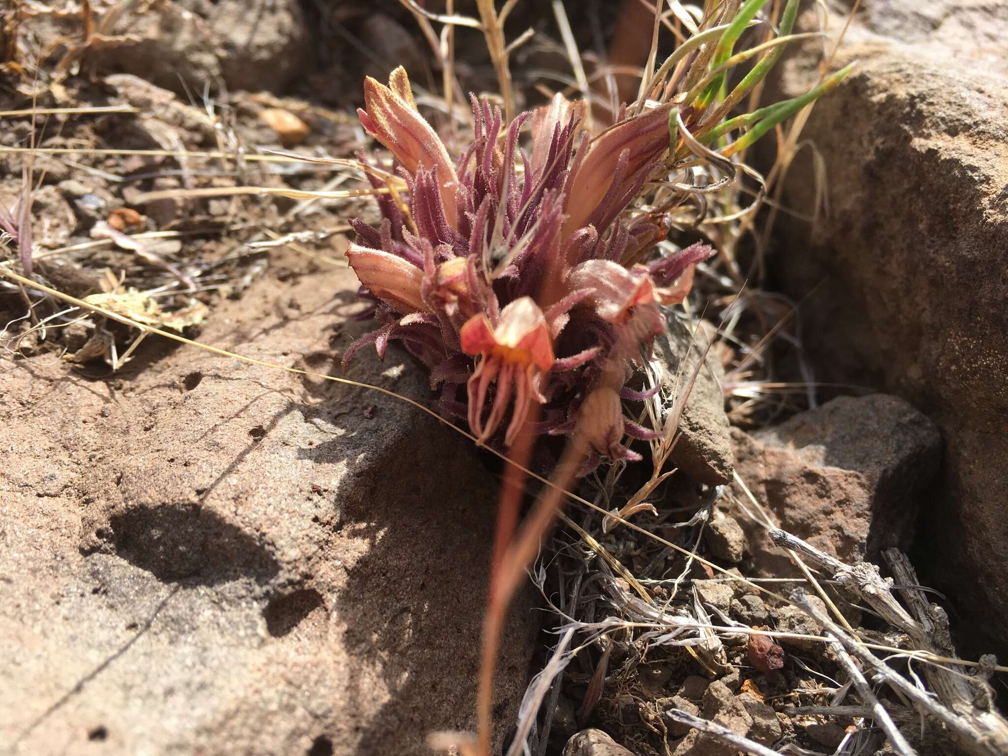 Image of Aphyllon corymbosum (Rydb.) A. C. Schneid.