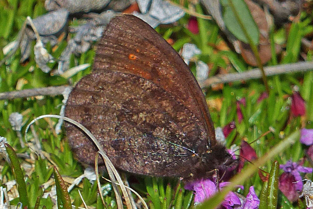 Image of <i>Erebia <i>rossii</i></i> rossii