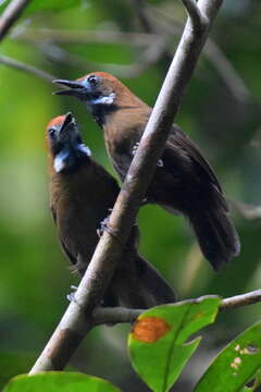 Image of Fluffy-backed Tit-Babbler