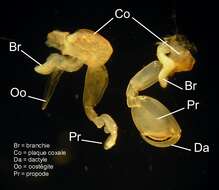 Orchestia gammarellus (Pallas 1766)的圖片