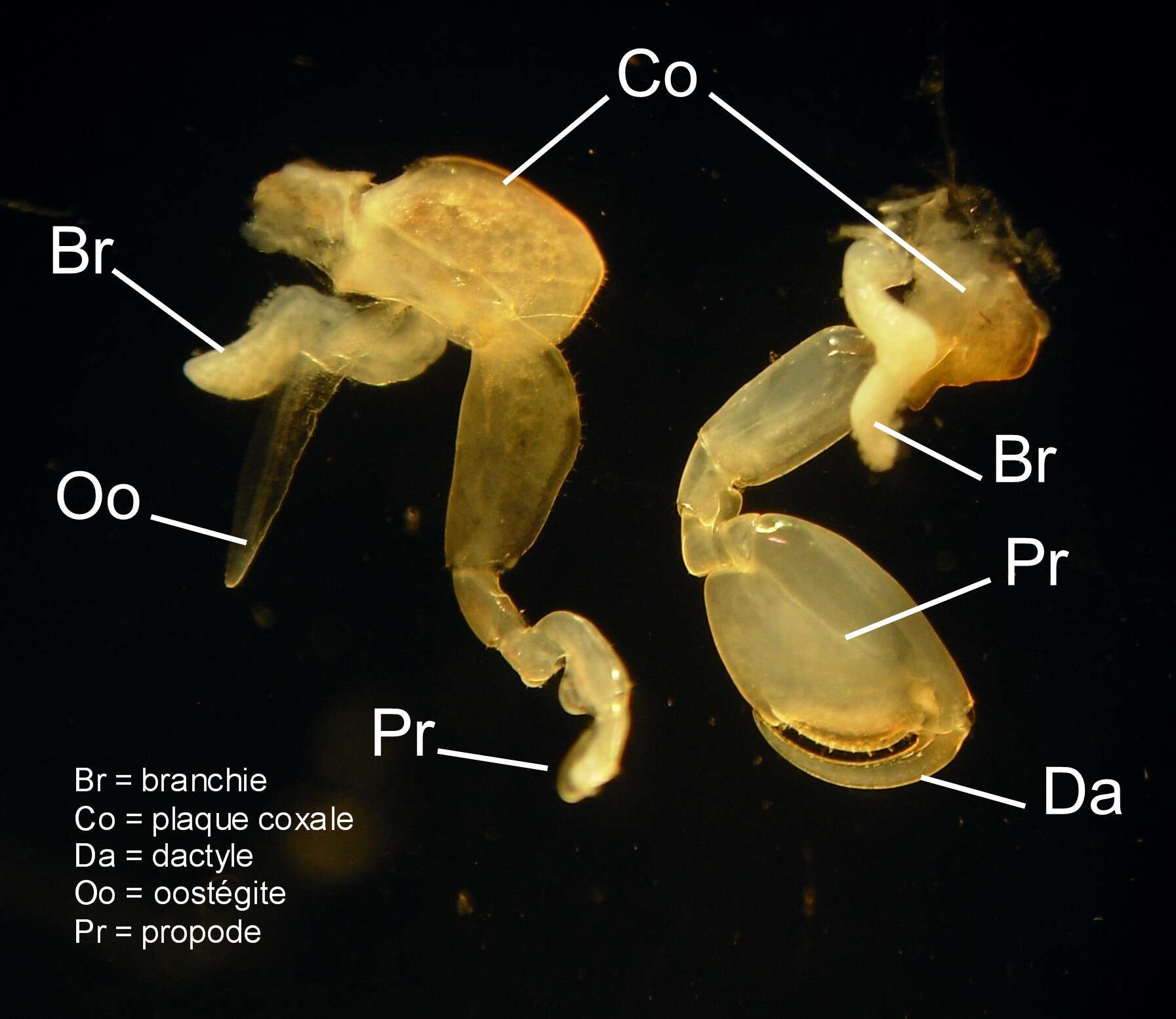 Orchestia gammarellus (Pallas 1766)的圖片