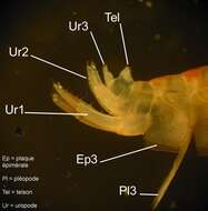 Orchestia gammarellus (Pallas 1766)的圖片