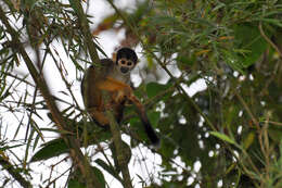 Image of Black Squirrel Monkey