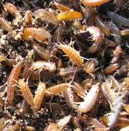 Image of beach-flea
