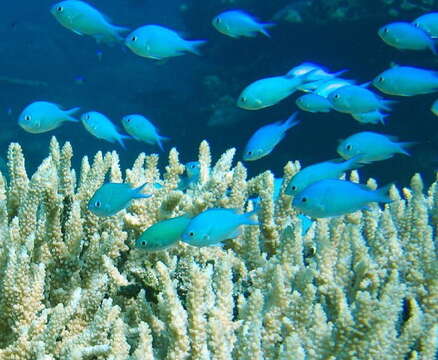 Image of Blue Green Chromis