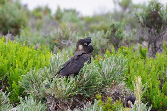 Image of Carnaby's Black Cockatoo