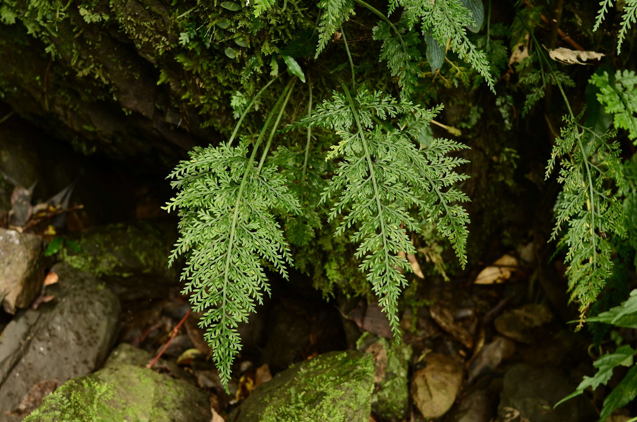 Image of Asplenium ritoense Hayata