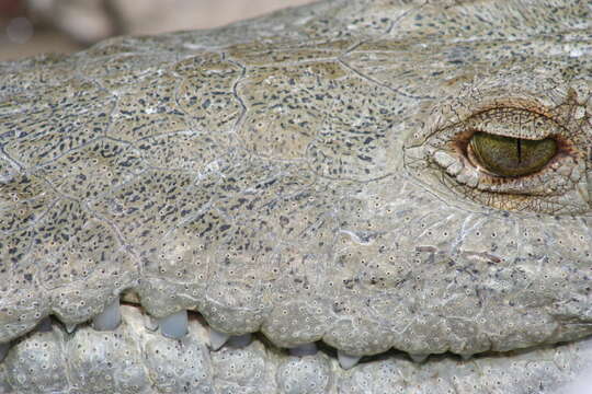 Imagem de Crocodylus acutus (Cuvier 1807)