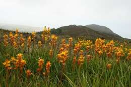 Image of Bog asphodel