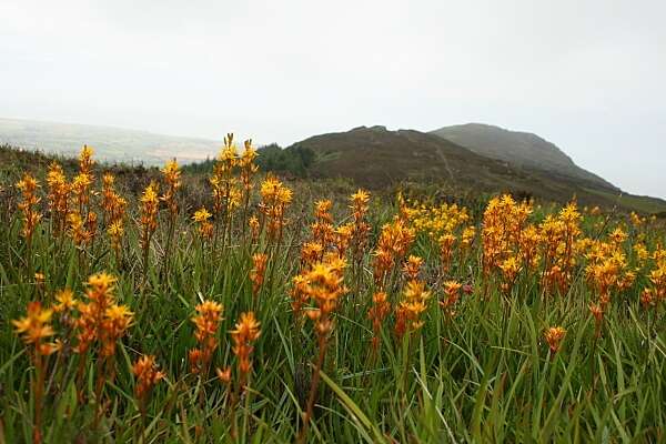 Image of Bog asphodel