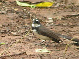 Image of Philippine Pied Fantail