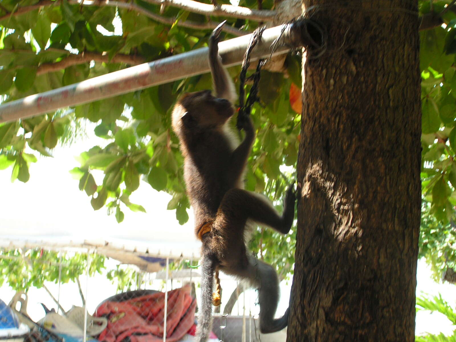 Image of Long-tailed Macaque