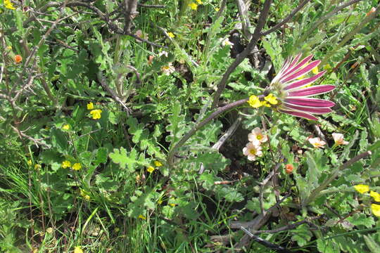 Image of Arctotis formosa Thunb.