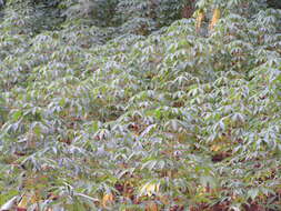 Image of cassava