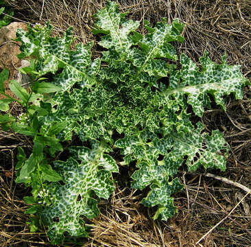 Image of Milk thistle