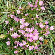 Image of Centaury