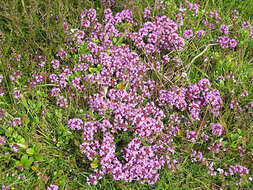 Слика од Thymus serpyllum L.