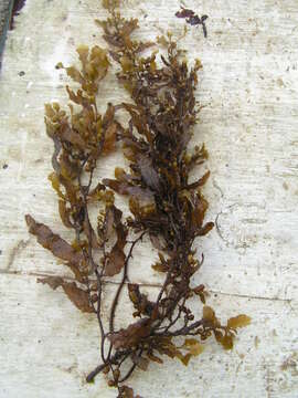 Image de Sargassum muticum