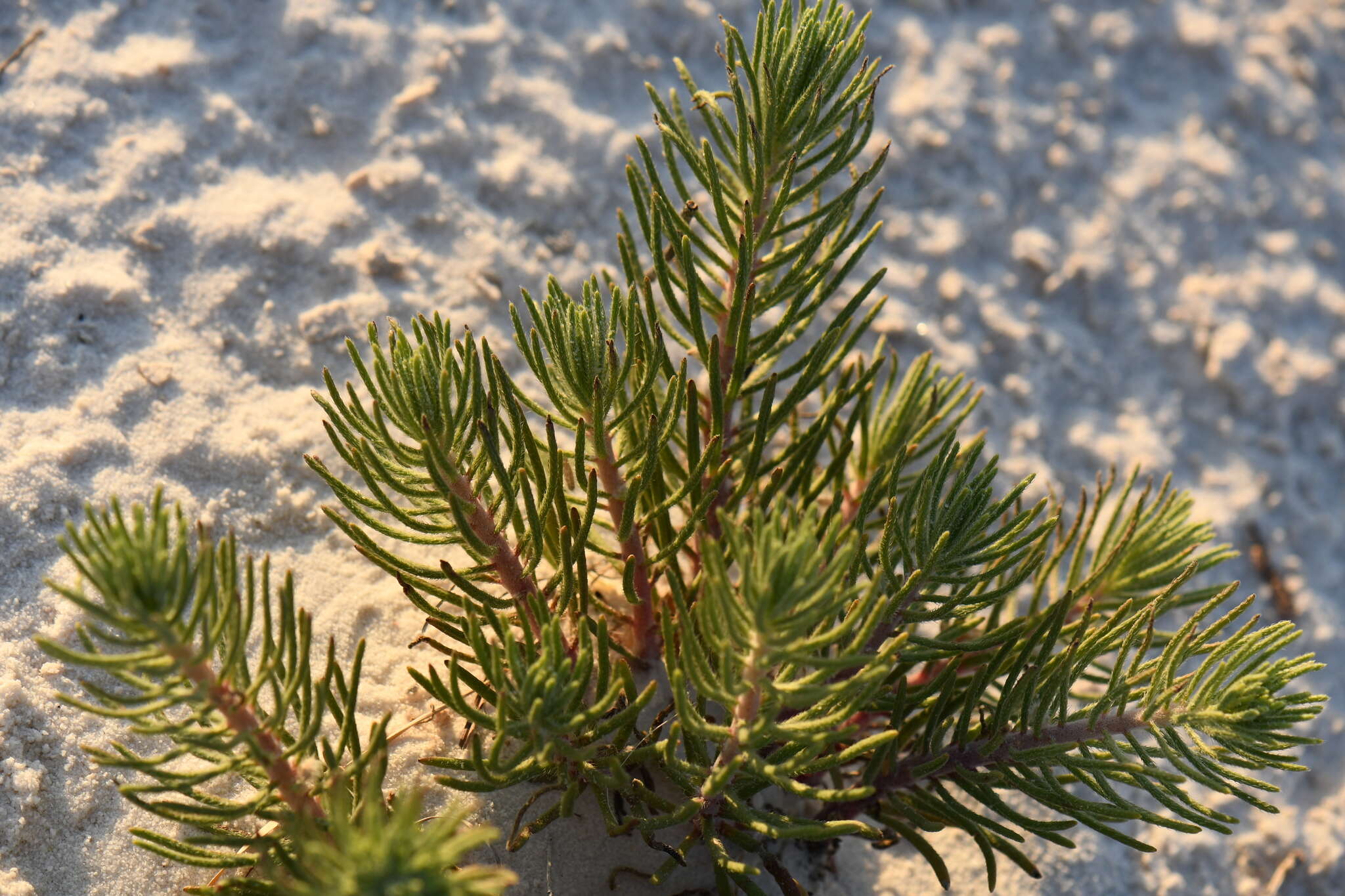 Image of sand fiddleleaf