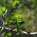 Sivun Crataegus maximowiczii C. K. Schneid. kuva