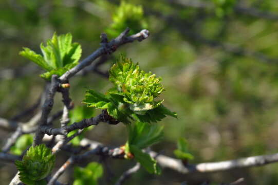 Plancia ëd Crataegus maximowiczii C. K. Schneid.