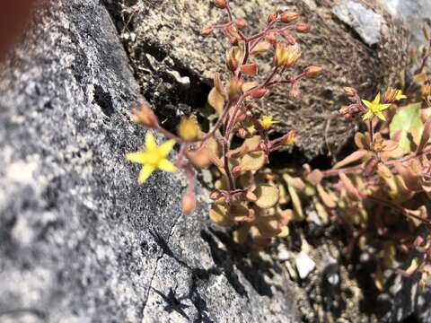 Image of Sedum stellariifolium Franch.