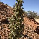 صورة Phacelia palmeri Torr. ex S. Wats.