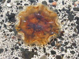 Image of Compass jellyfish