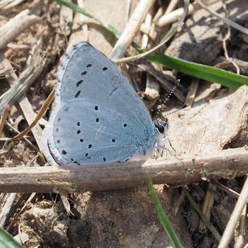 Image of holly blue