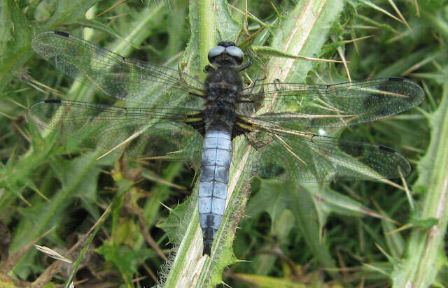 Image of Blue Chaser