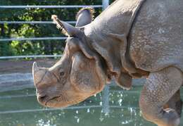 Image of Indian Rhinoceros