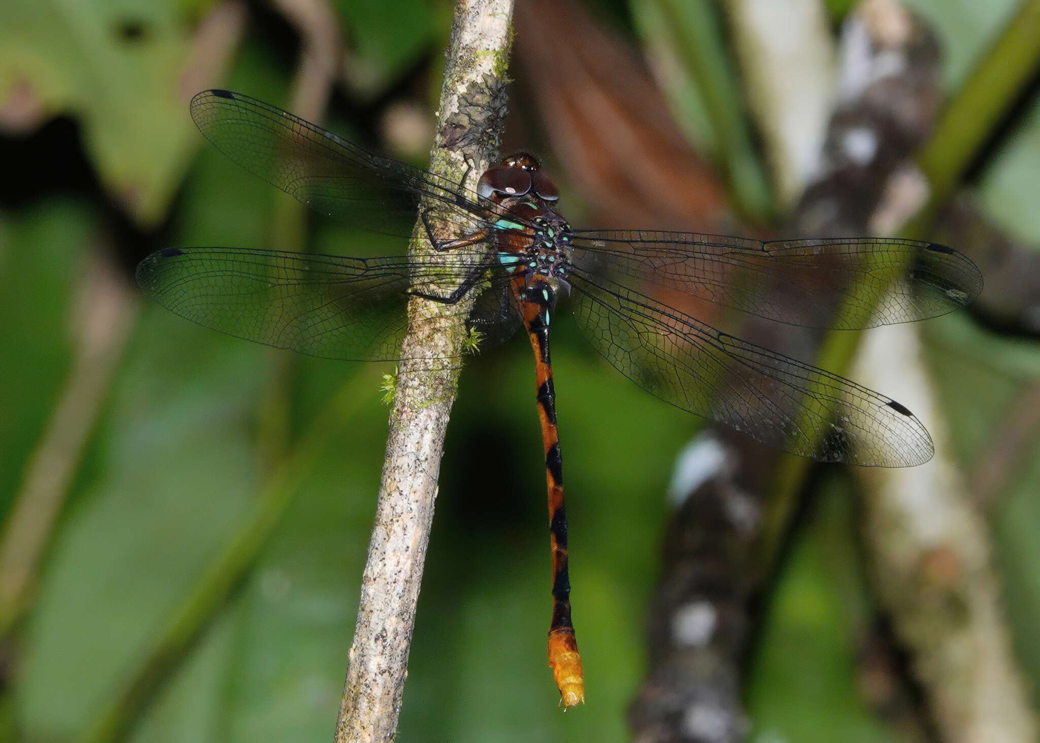 Image of Ochre-tipped Darner