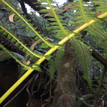 Sivun Glaphyropteridopsis erubescens (Wall. ex Hook.) Ching kuva