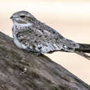 Image of Sand-colored Nighthawk