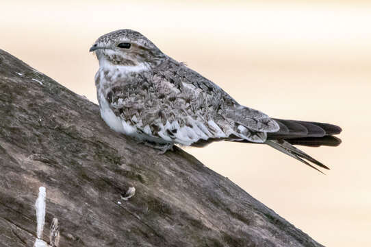 Image of Sand-colored Nighthawk