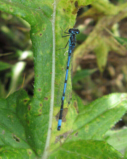 Imagem de Coenagrion pulchellum (Vander Linden 1825)