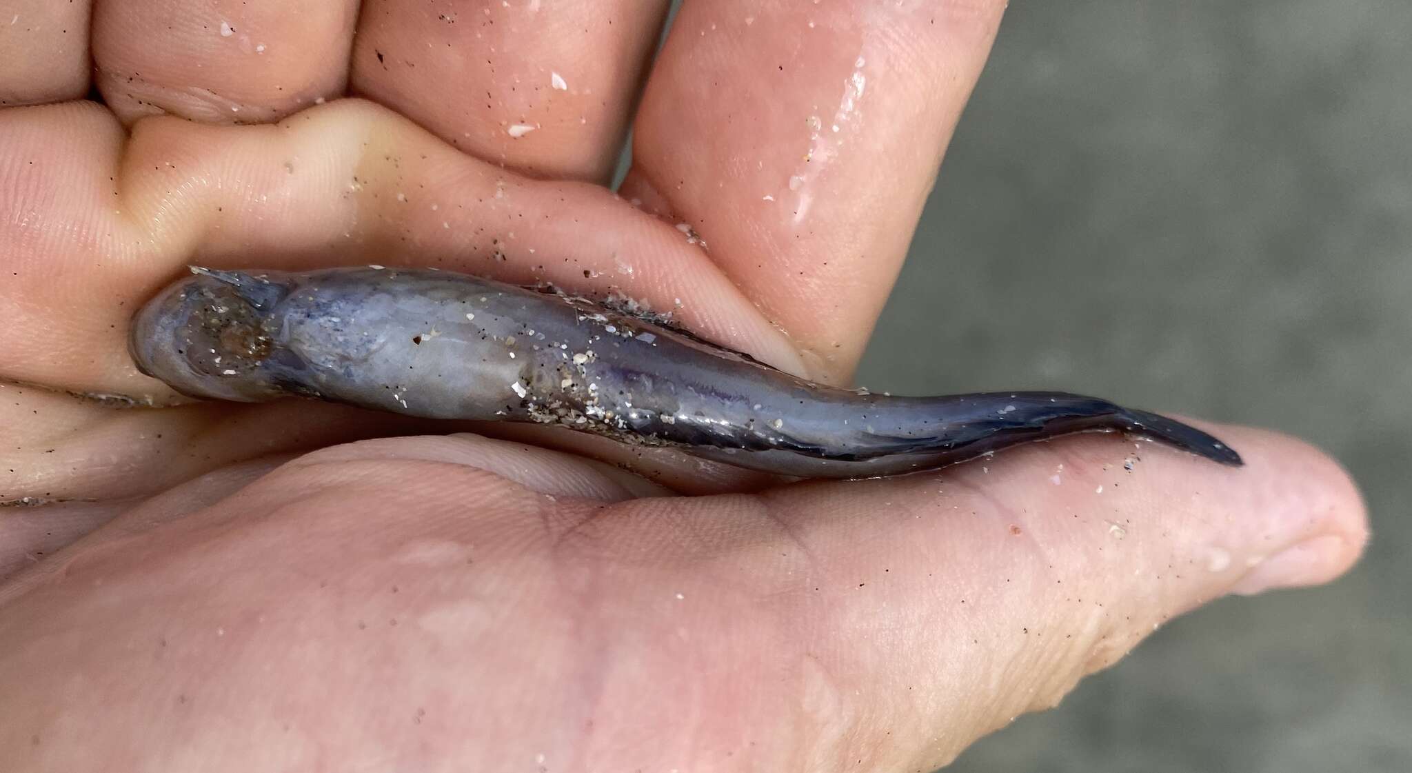 Image of Japanese Blenny