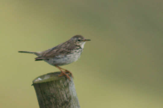 Imagem de Anthus pratensis (Linnaeus 1758)